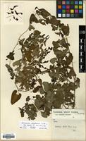 Paratype of Aristolochia zhongdianensis J.S.Ma [family ARISTOLOCHIACEAE]