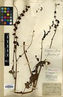 Type of Rumex esquirolii H.Lev. [family POLYGONACEAE]