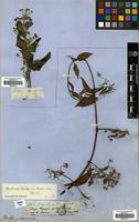 Type of Banisteriopsis caapi (Spruce ex Griseb.) Morton [family MALPIGHIACEAE]