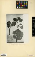 Holotype of Quercus iberica Steven ex M.Bieb. [family FAGACEAE]