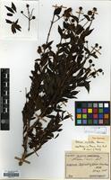Syntype of Adina fauriei H.Lev. [family RUBIACEAE]