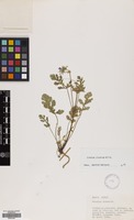 Filed as Erodium ciconium (L.) L'Her. [family GERANIACEAE]