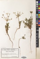 Filed as Daucus montanus Humb., Bonpl. ex Spreng. [family UMBELLIFERAE]