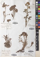 Filed as Phacelia secunda J.F. Gmel. [family BORAGINACEAE]