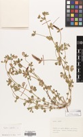 Filed as Lotus edulis L. [family LEGUMINOSAE]