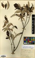 Isotype of Croton potabilis Croizat [family EUPHORBIACEAE]