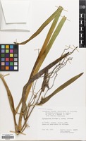 Filed as Sparganium erectum L. subsp. erectum [family SPARGANIACEAE]