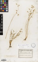Filed as Juncus hybridus Brot. [family JUNCACEAE]