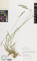Filed as Hordeum bogdanii Wilensky [family GRAMINEAE]