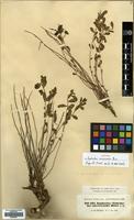Syntype of Euphorbia microsciadia Boiss. [family EUPHORBIACEAE]
