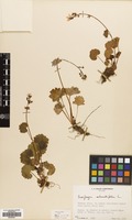 Filed as Saxifraga rotundifolia L. [family SAXIFRAGACEAE]