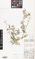Filed as Vicia grandiflora Scop. [family LEGUMINOSAE]