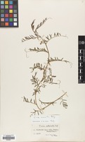 Filed as Vicia monantha Retz. [family LEGUMINOSAE]