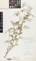 Filed as Vicia monantha Retz. var. monantha [family LEGUMINOSAE]