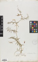 Filed as Vicia palaestina Boiss. [family LEGUMINOSAE]