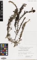 Filed as Myriophyllum verticillatum L. [family HALORAGACEAE]