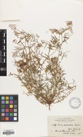 Filed as Vicia palaestina Boiss. [family LEGUMINOSAE]
