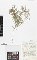 Filed as Vicia monantha Retz. [family LEGUMINOSAE]