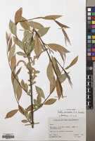 Filed as Salix excelsa Gmel. [family SALICACEAE]