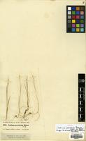 Isotype of Lolium persicum Boiss. & Hohen. [family GRAMINEAE]
