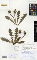 Filed as Taraxacum richardsianum C.C. Haw. [family COMPOSITAE]