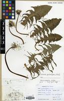 Filed as Taraxacum pectinatiforme Lindb.f. [family COMPOSITAE]