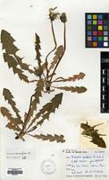 Filed as Taraxacum naevosiforme Dahlst. [family COMPOSITAE]