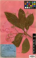 Syntype of Phoebe cooperiana P.C.Kanj. & Das [family LAURACEAE]