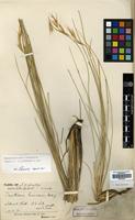 Type of Danthonia himalaica Hook.f. [family GRAMINEAE]
