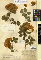 Isosyntype of Rosa gigantea Collett ex Crép. forma erubescens Focke [family ROSACEAE]