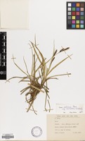 Filed as Carex cilicica Boiss. subsp. muratica Ö.Nilsson [family CYPERACEAE]