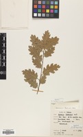 Filed as Quercus pubescens Willd. [family FAGACEAE]