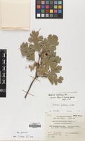 Filed as Quercus pubescens Willd. [family FAGACEAE]