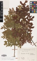 Filed as Quercus cerris L. var. cerris [family FAGACEAE]