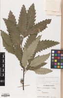 Filed as Quercus castaneifolia C.A.Mey. [family FAGACEAE]