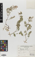 Filed as Potentilla bifurca L. [family ROSACEAE]