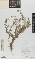 Filed as Potentilla supina L. [family ROSACEAE]