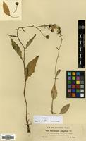 Type of Hieracium vulgatum Fr. subsp. subobscuriceps Zahn [family COMPOSITAE]
