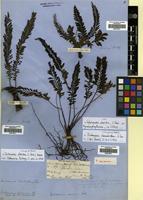 Type of Cephalomanes atrovirens C.Presl. [family HYMENOPHYLLACEAE]