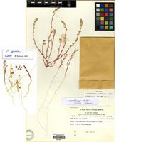 Holotype of Corispermum anatolicum Sukhor. [family AMARANTHACEAE]