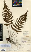 Type of Polystichum diplazioides Christ [family DRYOPTERIDACEAE]