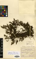 Type of Trichomanes amabile Nakai [family HYMENOPHYLLACEAE]
