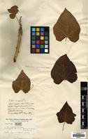 Filed as Jatropha curcas L. [family EUPHORBIACEAE]