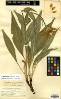 Type of Helianthella majuscula Greene [family COMPOSITAE]