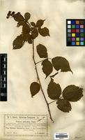 Isotype of Rubus sulcatus Vest forma canescens Kretzer [family ROSACEAE]
