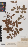 Filed as Rosa sempervirens L. [family ROSACEAE]