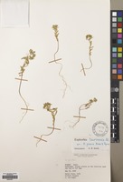 Filed as Euphorbia taurinensis All. [family EUPHORBIACEAE]