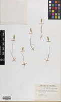 Filed as Rostraria cristata (L.) Tzvelev [family GRAMINEAE]