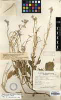 Filed as Raphanus raphanistrum L. subsp. rostratus (DC.) Thell. [family CRUCIFERAE]