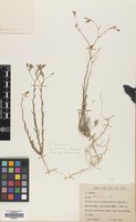 Filed as Linum tenuifolium L. [family LINACEAE]